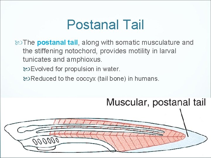 Postanal Tail The postanal tail, along with somatic musculature and the stiffening notochord, provides