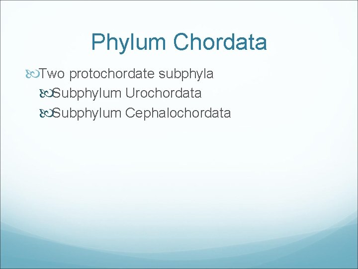 Phylum Chordata Two protochordate subphyla Subphylum Urochordata Subphylum Cephalochordata 