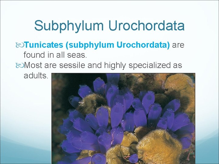 Subphylum Urochordata Tunicates (subphylum Urochordata) are found in all seas. Most are sessile and