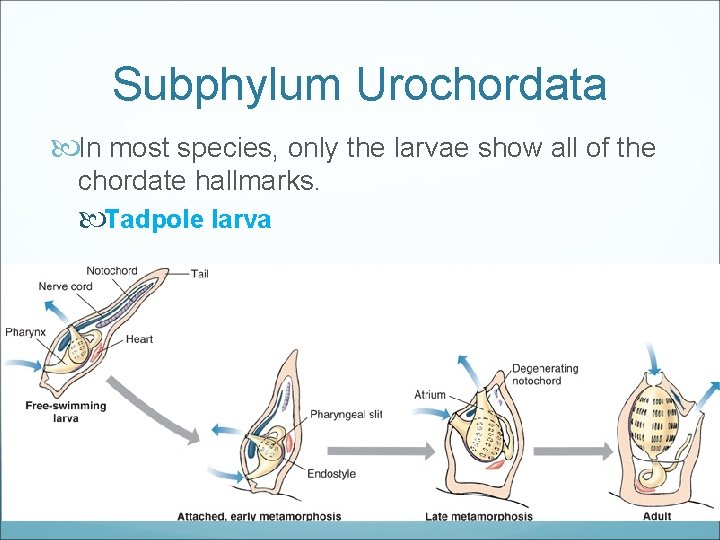Subphylum Urochordata In most species, only the larvae show all of the chordate hallmarks.