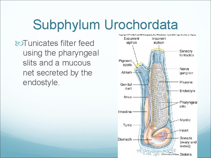 Chordates Chapter 23 Phylum Chordata By the end