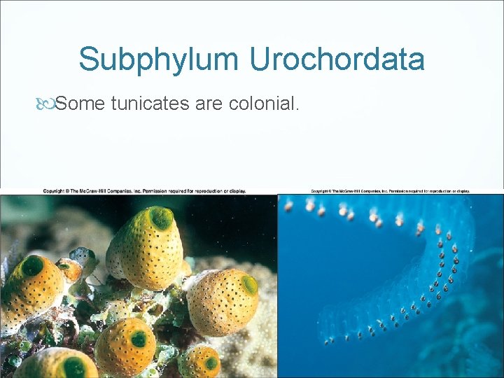 Subphylum Urochordata Some tunicates are colonial. 