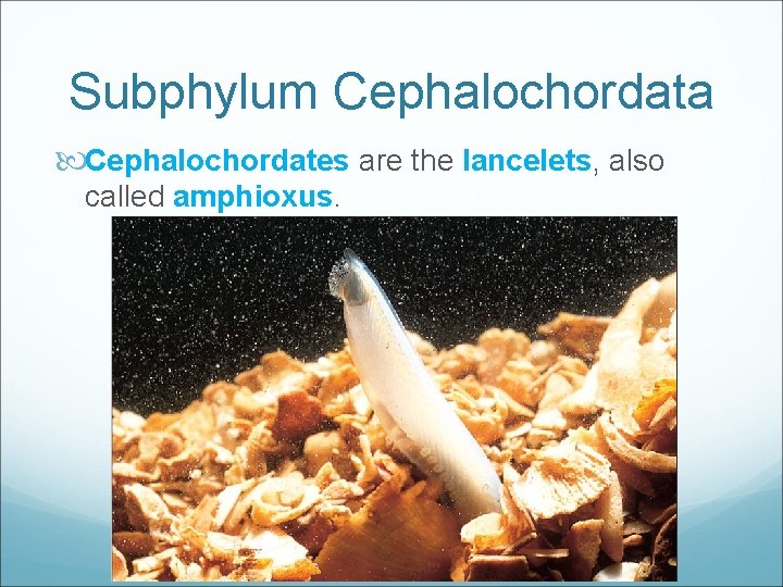 Subphylum Cephalochordata Cephalochordates are the lancelets, also called amphioxus. 