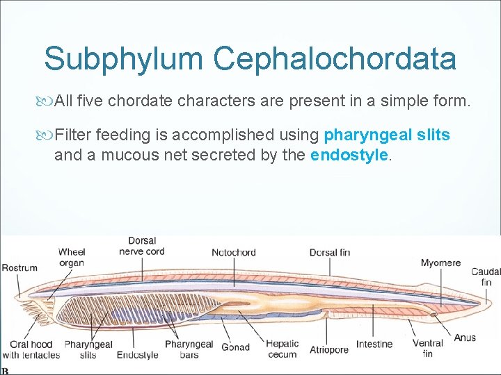 Subphylum Cephalochordata All five chordate characters are present in a simple form. Filter feeding