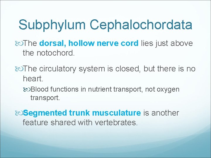 Subphylum Cephalochordata The dorsal, hollow nerve cord lies just above the notochord. The circulatory