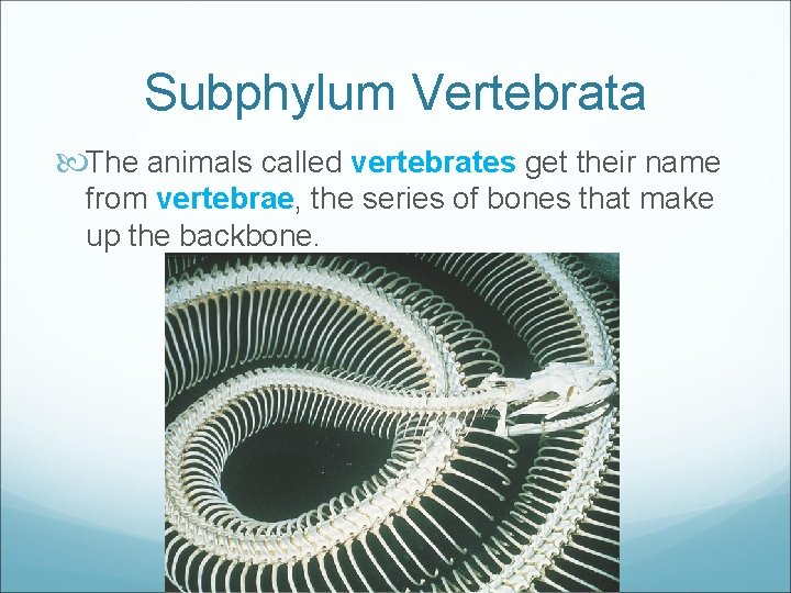 Subphylum Vertebrata The animals called vertebrates get their name from vertebrae, the series of