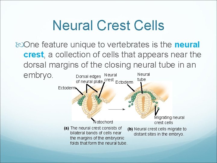 Neural Crest Cells One feature unique to vertebrates is the neural crest, a collection
