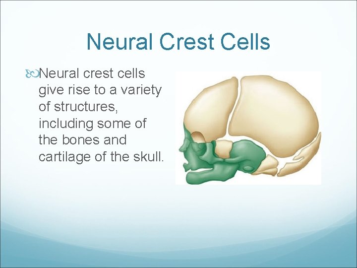Neural Crest Cells Neural crest cells give rise to a variety of structures, including