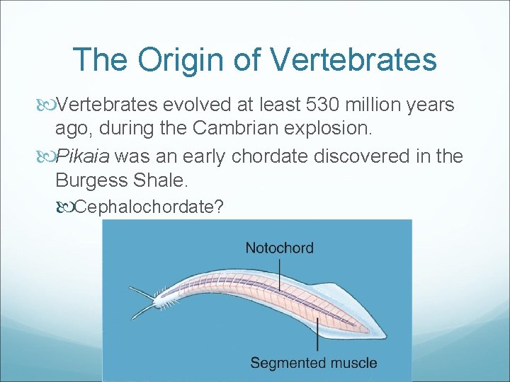 The Origin of Vertebrates evolved at least 530 million years ago, during the Cambrian