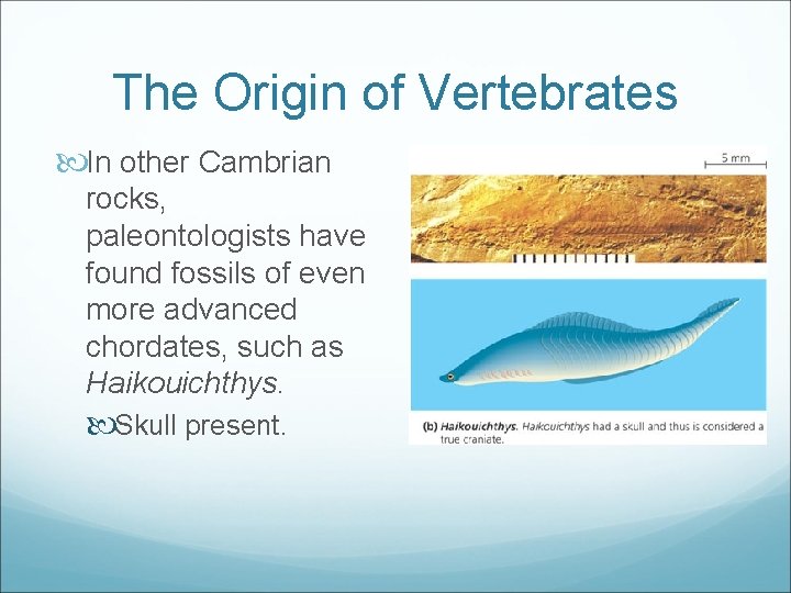 The Origin of Vertebrates In other Cambrian rocks, paleontologists have found fossils of even