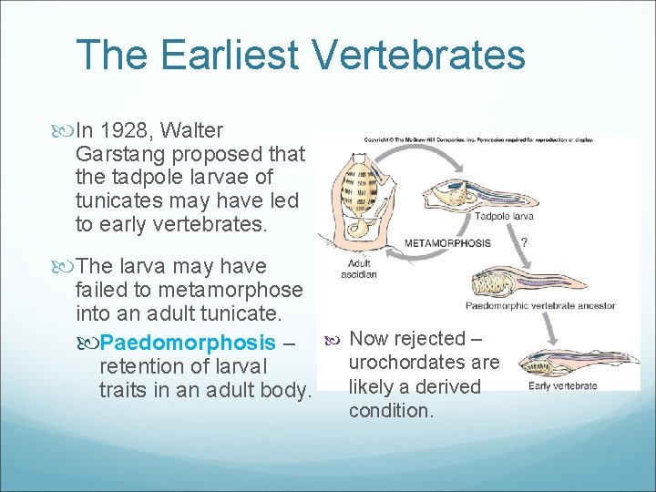 The Earliest Vertebrates In 1928, Walter Garstang proposed that the tadpole larvae of tunicates