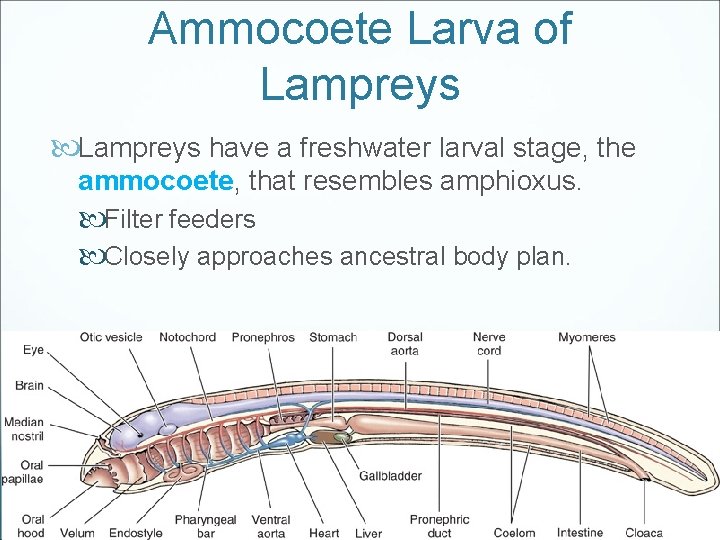 Ammocoete Larva of Lampreys have a freshwater larval stage, the ammocoete, that resembles amphioxus.