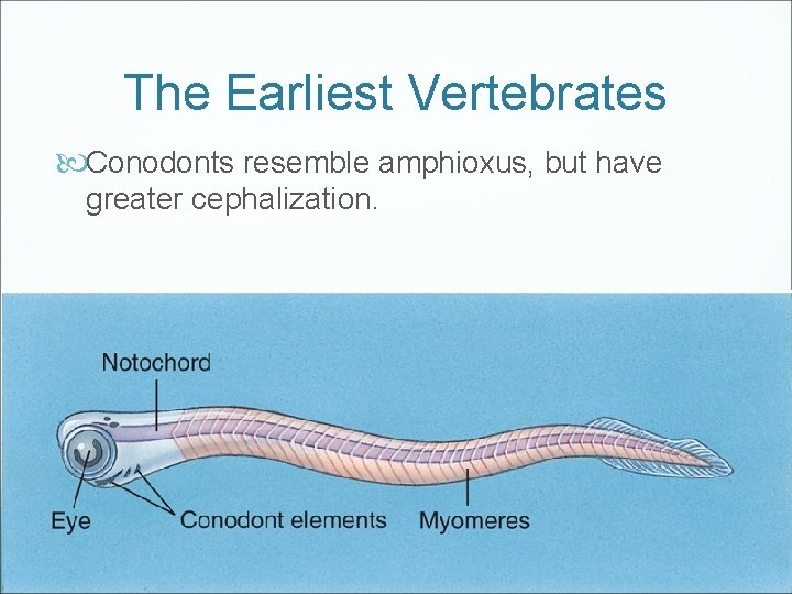 The Earliest Vertebrates Conodonts resemble amphioxus, but have greater cephalization. 