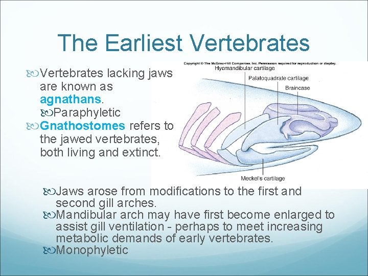 The Earliest Vertebrates lacking jaws are known as agnathans. Paraphyletic Gnathostomes refers to the
