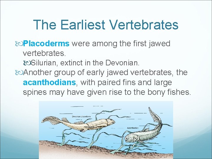 The Earliest Vertebrates Placoderms were among the first jawed vertebrates. Silurian, extinct in the