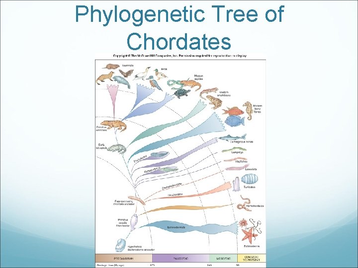 Phylogenetic Tree of Chordates 