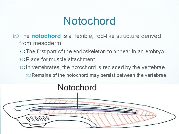Notochord The notochord is a flexible, rod-like structure derived from mesoderm. The first part