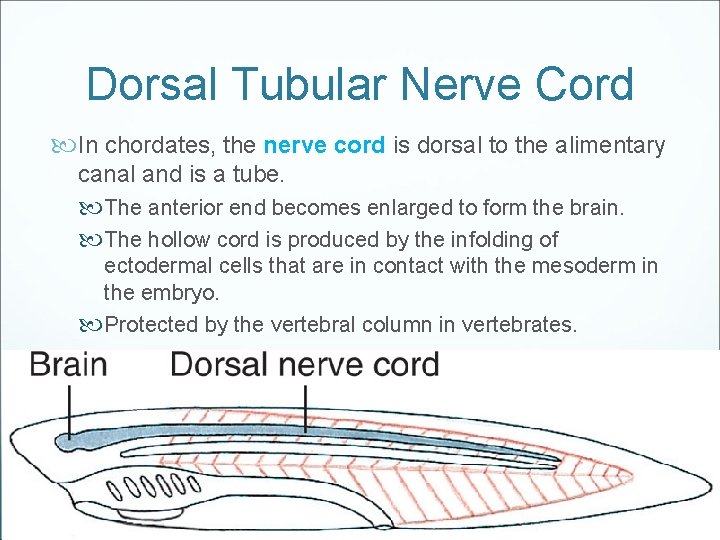 Dorsal Tubular Nerve Cord In chordates, the nerve cord is dorsal to the alimentary
