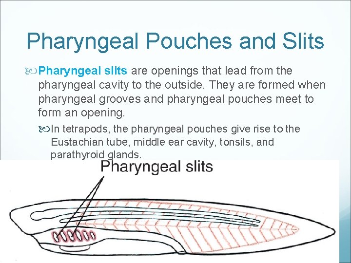 Pharyngeal Pouches and Slits Pharyngeal slits are openings that lead from the pharyngeal cavity