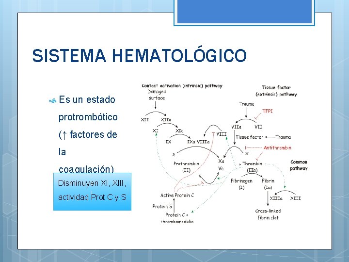 SISTEMA HEMATOLÓGICO Es un estado protrombótico (↑ factores de la coagulación) Disminuyen XI, XIII,