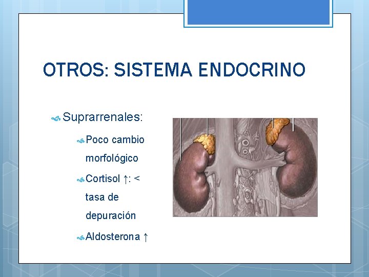 OTROS: SISTEMA ENDOCRINO Suprarrenales: Poco cambio morfológico Cortisol ↑: < tasa de depuración Aldosterona