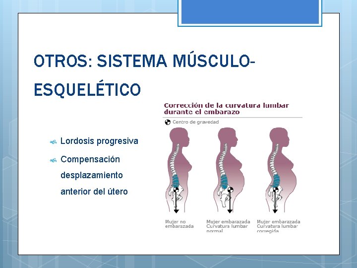 OTROS: SISTEMA MÚSCULOESQUELÉTICO Lordosis progresiva Compensación desplazamiento anterior del útero 