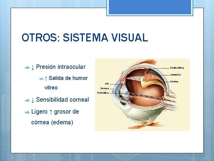 OTROS: SISTEMA VISUAL ↓ Presión intraocular ↑ Salida de humor vitreo ↓ Sensibilidad corneal