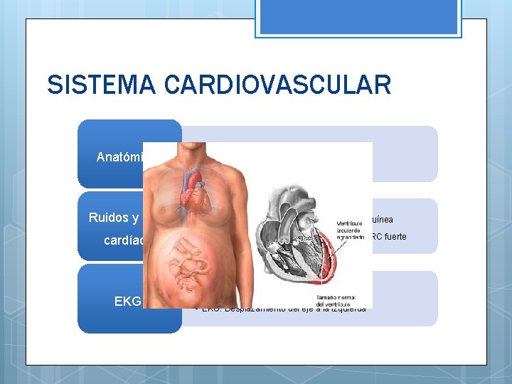 SISTEMA CARDIOVASCULAR Anatómicos Ruidos y ritmo cardíaco: EKG: • Desplazamiento a la izquierda/arriba •