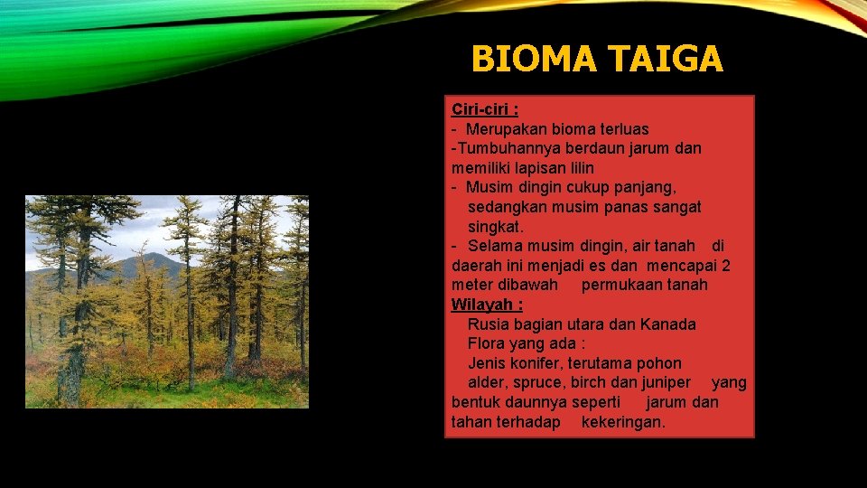 BIOMA TAIGA Ciri-ciri : - Merupakan bioma terluas -Tumbuhannya berdaun jarum dan memiliki lapisan