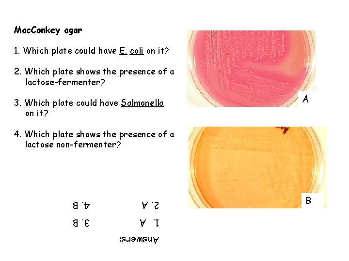 Mac. Conkey agar 1. Which plate could have E. coli on it? 2. Which