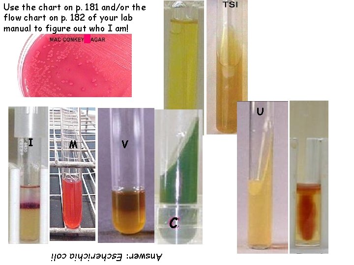 Use the chart on p. 181 and/or the flow chart on p. 182 of