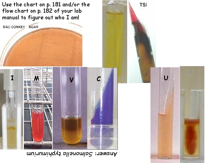 Use the chart on p. 181 and/or the flow chart on p. 182 of
