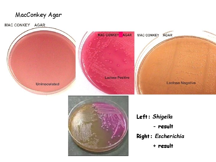 Mac. Conkey Agar Left: Shigella - result Right: Escherichia + result 