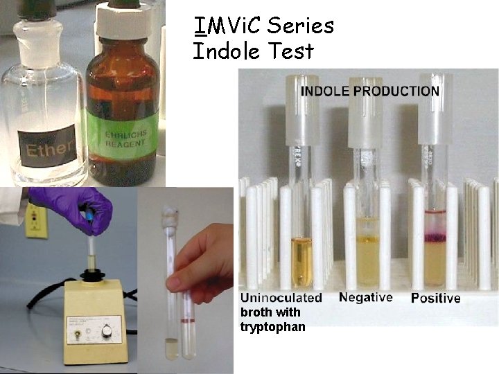 IMVi. C Series Indole Test broth with tryptophan 