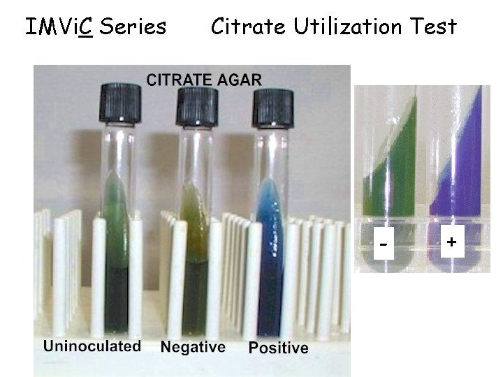 IMVi. C Series Citrate Utilization Test - + 