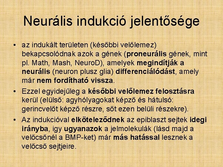 Neurális indukció jelentősége • az indukált területen (későbbi velőlemez) bekapcsolódnak azok a gének (proneurális
