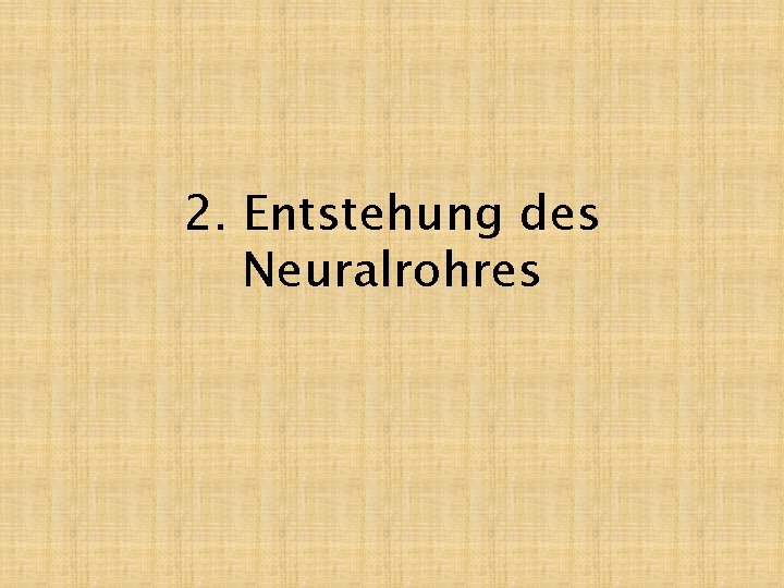 2. Entstehung des Neuralrohres 