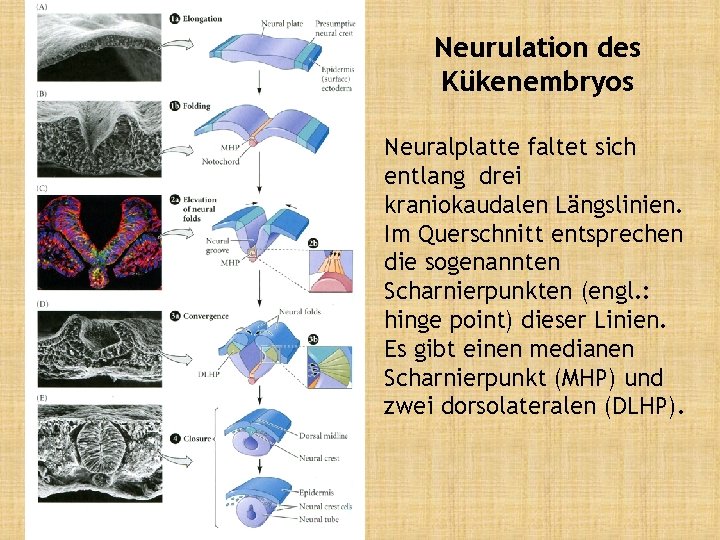Neurulation des Kükenembryos Neuralplatte faltet sich entlang drei kraniokaudalen Längslinien. Im Querschnitt entsprechen die