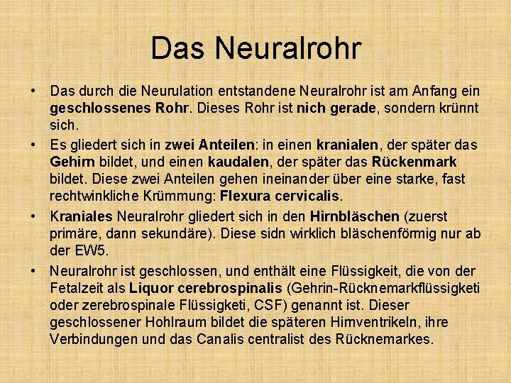 Das Neuralrohr • Das durch die Neurulation entstandene Neuralrohr ist am Anfang ein geschlossenes
