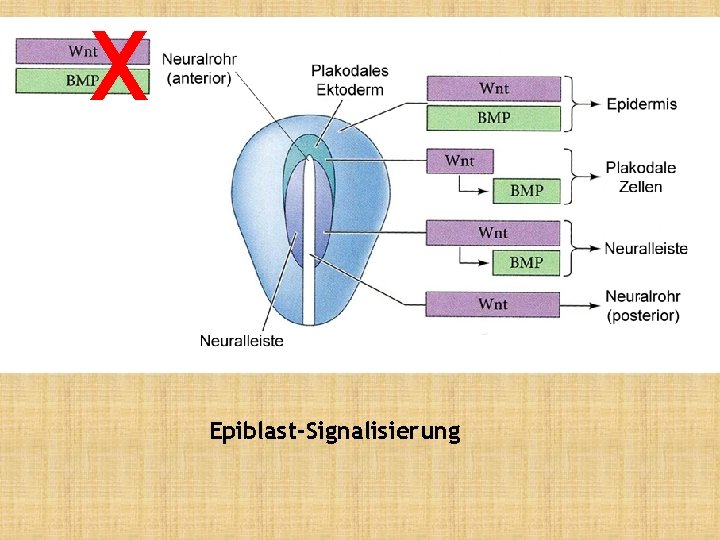 X Epiblast-Signalisierung 