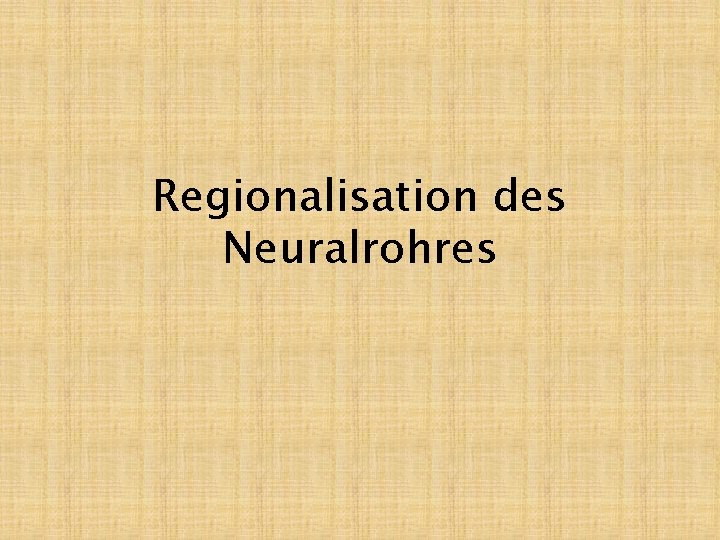 Regionalisation des Neuralrohres 