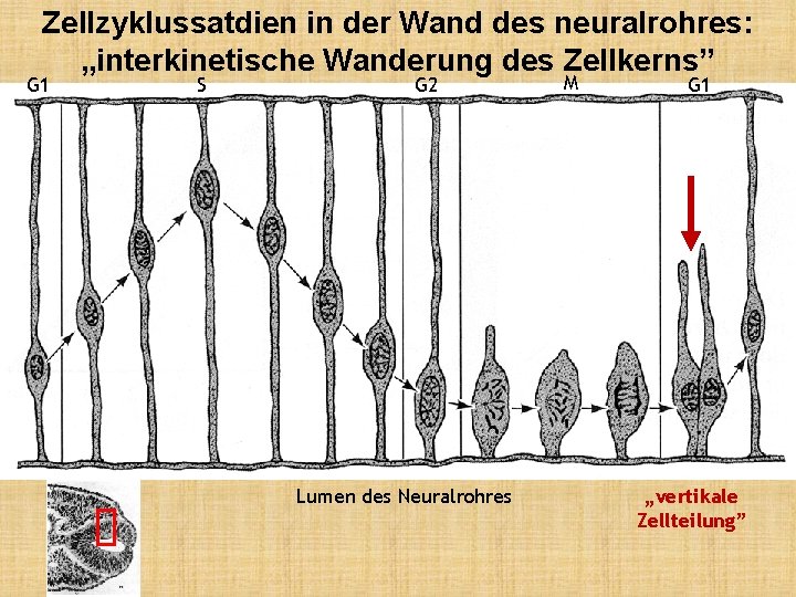 Zellzyklussatdien in der Wand des neuralrohres: „interkinetische Wanderung des Zellkerns” G 1 S G