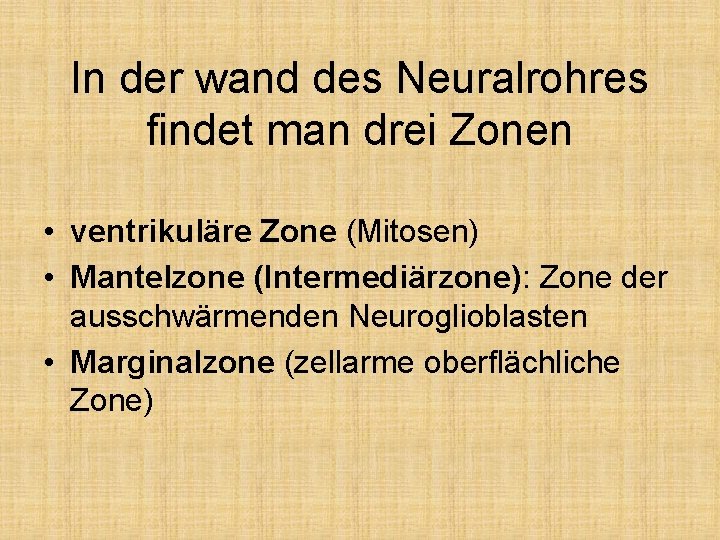 In der wand des Neuralrohres findet man drei Zonen • ventrikuläre Zone (Mitosen) •