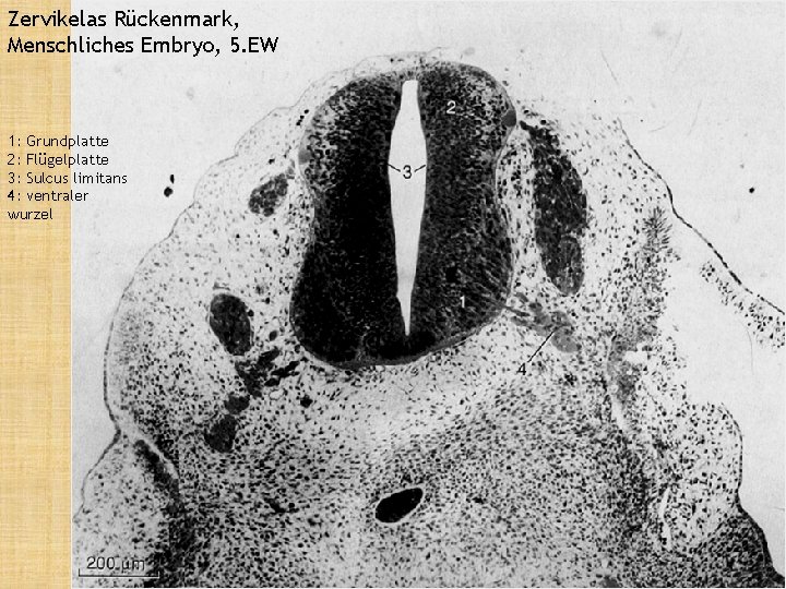 Zervikelas Rückenmark, Menschliches Embryo, 5. EW 1: Grundplatte 2: Flügelplatte 3: Sulcus limitans 4: