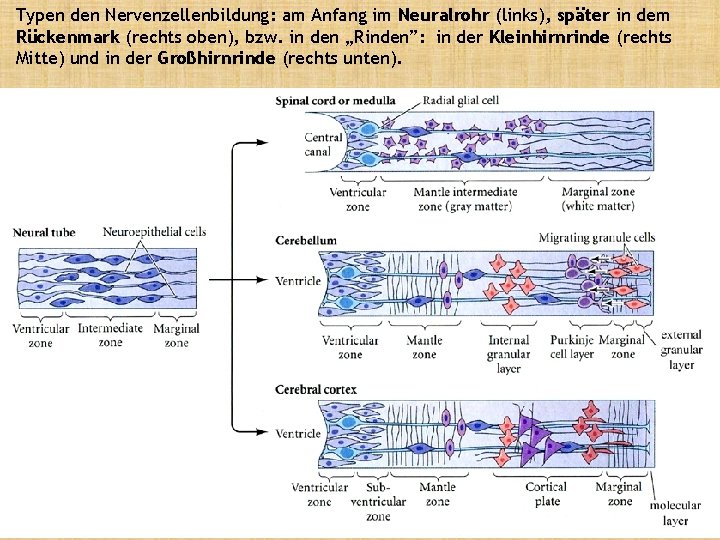Typen den Nervenzellenbildung: am Anfang im Neuralrohr (links), später in dem Rückenmark (rechts oben),