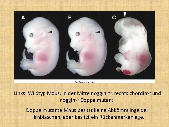 Links: Wildtyp Maus, in der Mitte noggin -/-, rechts chordin-/- und noggin-/- Doppelmutante Maus