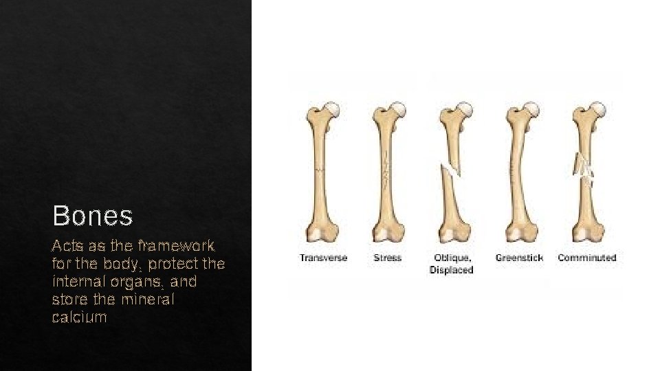 Bones Acts as the framework for the body, protect the internal organs, and store