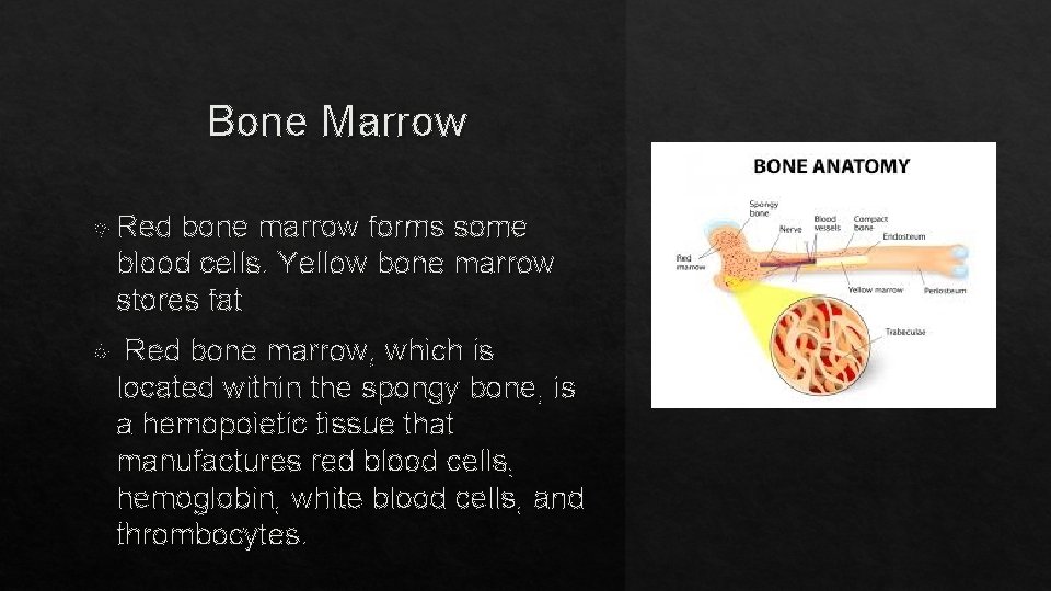 Bone Marrow Red bone marrow forms some blood cells. Yellow bone marrow stores fat