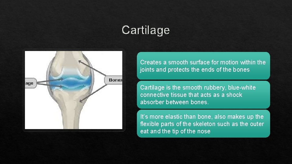 Cartilage Creates a smooth surface for motion within the joints and protects the ends