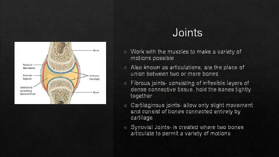 Joints Work with the muscles to make a variety of motions possible Also known